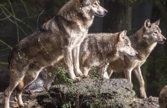 В Тверской области стая волков напала на пасущихся овец В Тверской области стая волков напала на пасущихся овец