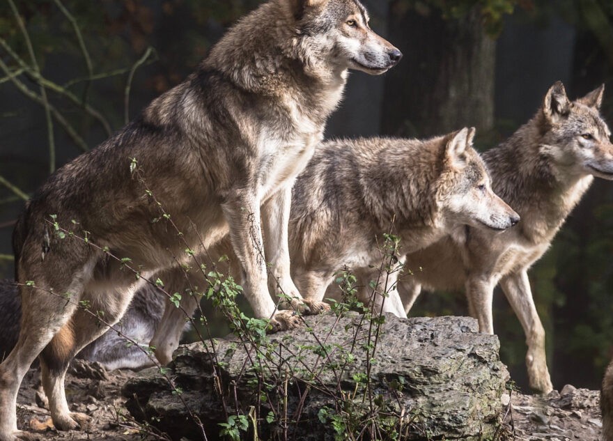 В Тверской области стая волков напала на пасущихся овец