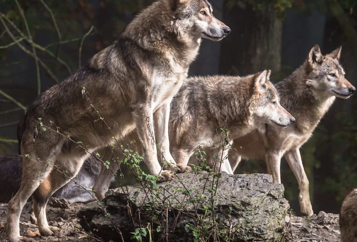 В Тверской области стая волков напала на пасущихся овец