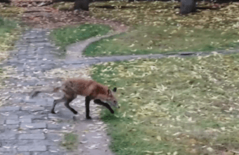 Голодный лисёнок вышел к людям в Тверской области Голодный лисёнок вышел к людям в Тверской области