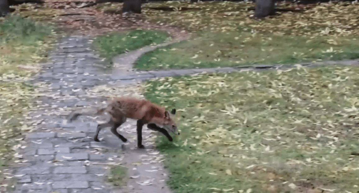 Голодный лисёнок вышел к людям в Тверской области
