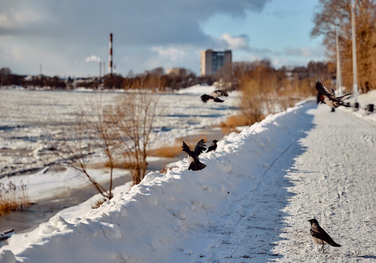 Синоптики рассказали, когда в Тверской области выпадет первый снег