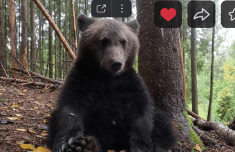 В Тверской области сняли на видео поющего медведя В Тверской области сняли на видео поющего медведя