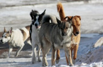 В Тверской области продолжается отлов бродячих собак