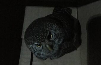 Житель Тверской области ехал 500 километров спасать попавшую в беду птицу Житель Тверской области ехал 500 километров спасать попавшую в беду птицу