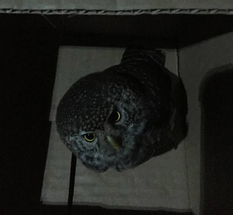 Житель Тверской области ехал 500 километров спасать попавшую в беду птицу