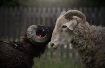 Хозяин баранов в Тверской области простил братьев-похитителей