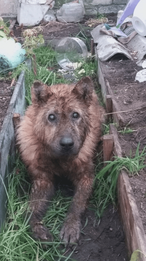 В Тверской области из люка достали слепого пса
