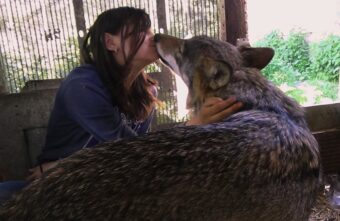 В Тверской области девушка дружит с волчицей