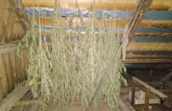 На чердаке у жителя Тверской области нашли хранилище марихуаны На чердаке у жителя Тверской области нашли хранилище марихуаны