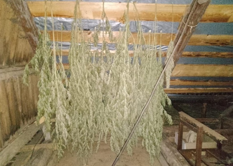 На чердаке у жителя Тверской области нашли хранилище марихуаны