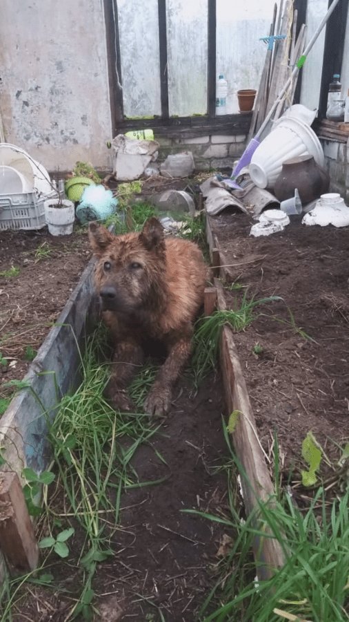 В Тверской области из люка достали слепого пса
