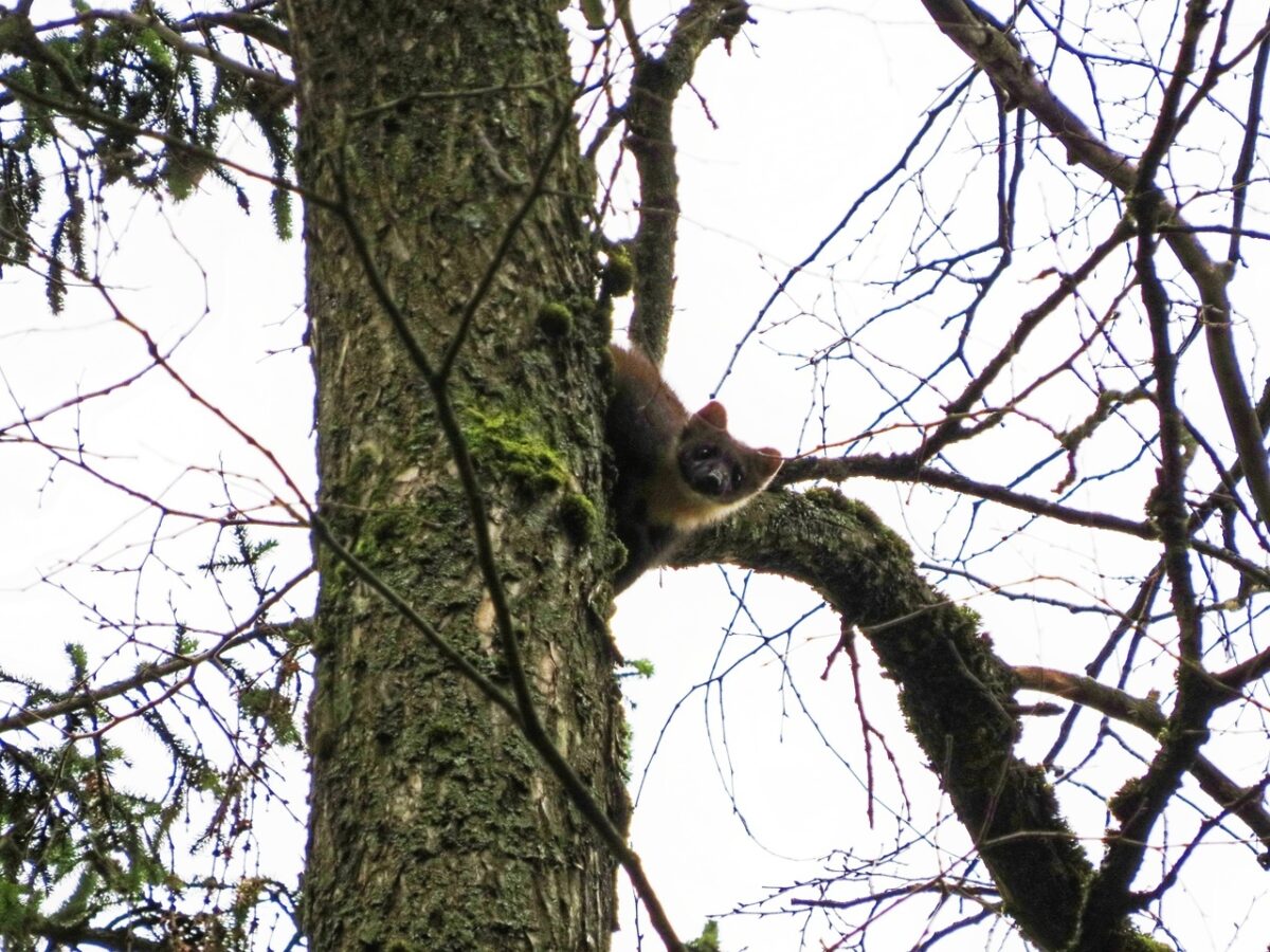 В старинном парке в Твери стая птиц ругалась на дикую куницу