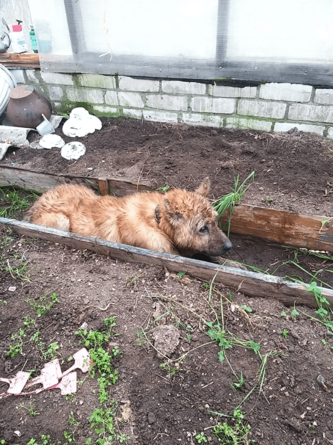 В Тверской области из люка достали слепого пса