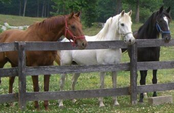 Жителя Тверской области отправили на строгий режим за кражу лошадей Жителя Тверской области отправили на строгий режим за кражу лошадей