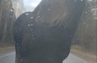 Под Тверью лосиха заблокировала движение на шоссе