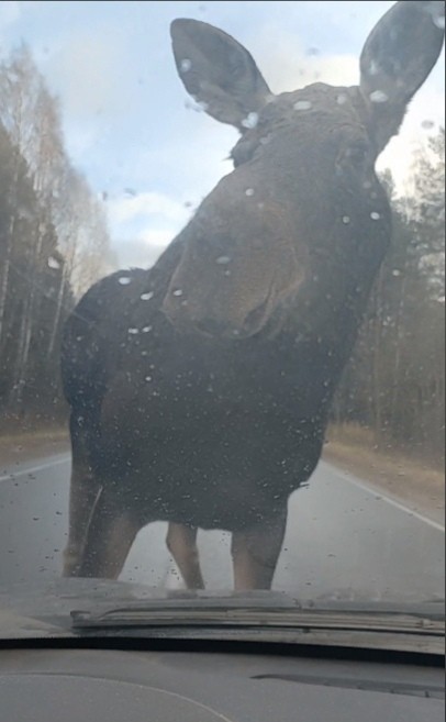 Под Тверью лосиха заблокировала движение на шоссе