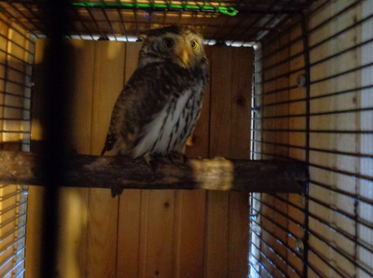 Житель Тверской области ехал 500 километров спасать попавшую в беду птицу