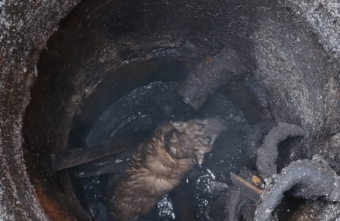 В Тверской области из люка достали слепого пса В Тверской области из люка достали слепого пса