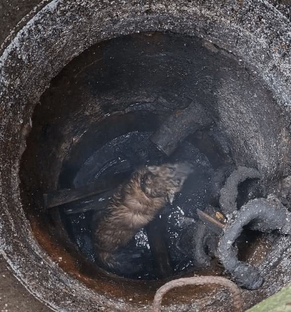 В Тверской области из люка достали слепого пса