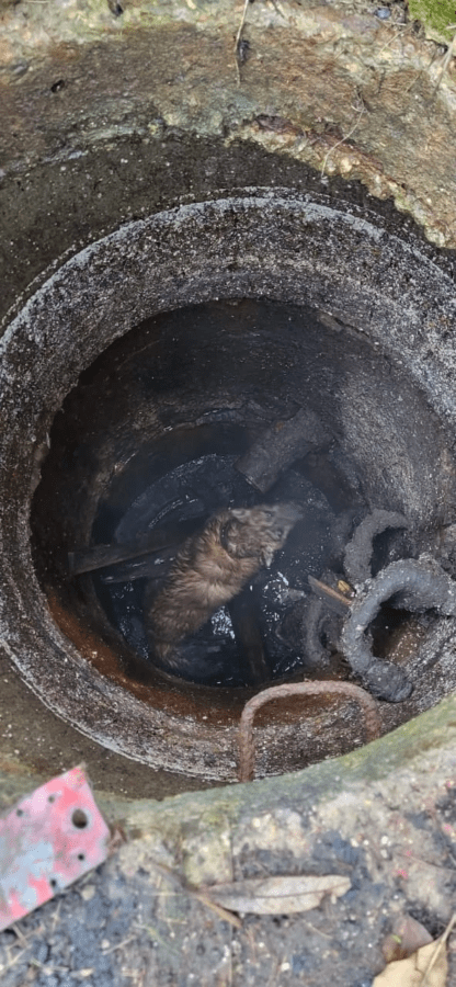 В Тверской области из люка достали слепого пса