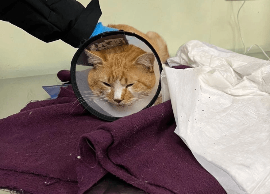 Тверские волонтеры пытаются спасти «переломанного» машиной кота Тверские волонтеры пытаются спасти «переломанного» машиной кота