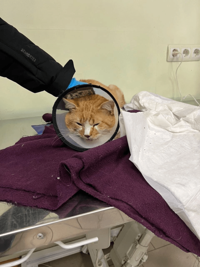 Тверские волонтеры пытаются спасти «переломанного» машиной кота