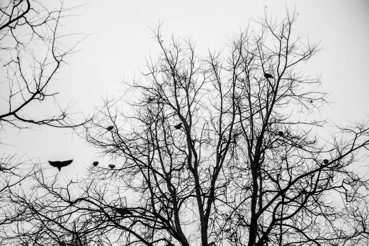 Погода недели в Тверской области: похолодание и барическая гора