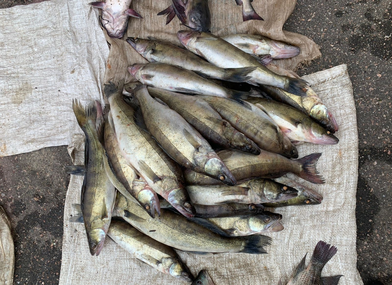 Житель Тверской области незаконно выловил сетью больше 100 рыбин