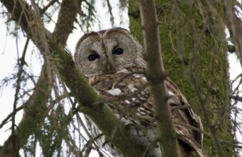 Необычный гость: в Твери поселилась сова