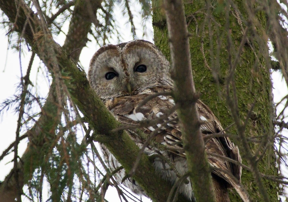 Необычный гость: в Твери поселилась сова