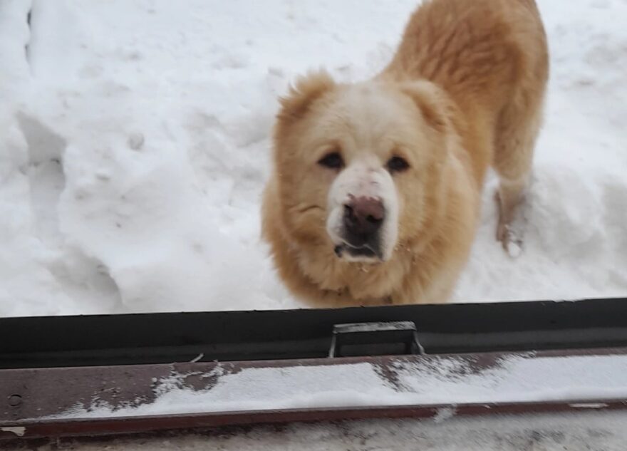 В Тверской области хозяева избавились от "дорогого" пса В Тверской области хозяева избавились от "дорогого" пса