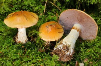 Врач рассказал, как извлечь пользу из грибов Врач рассказал, как извлечь пользу из грибов