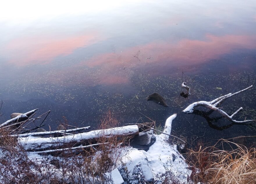 На реке в Тверской области появилась маслянистая плёнка На реке в Тверской области появилась маслянистая плёнка