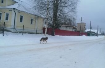 В Тверской области собака покусала девочку и напала на мальчика