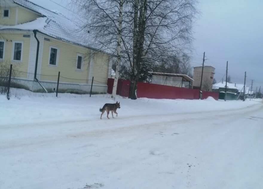 В Тверской области собака покусала девочку и напала на мальчика В Тверской области собака покусала девочку и напала на мальчика