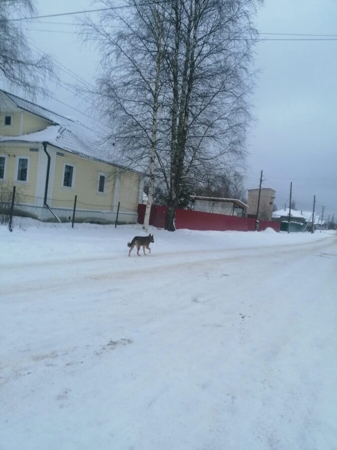 В Тверской области собака покусала девочку и напала на мальчика