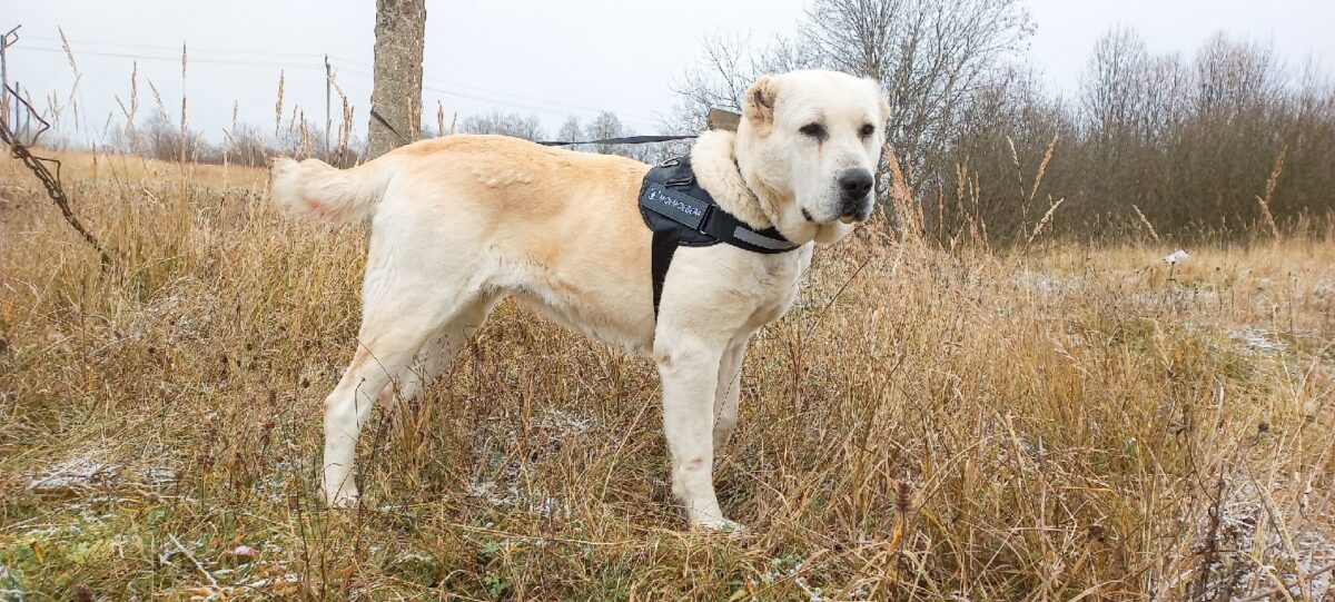 Брошенной на верную смерть собаке нашли отличный дом в Тверской области