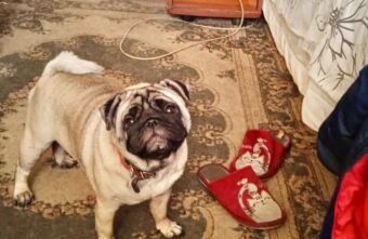 Тверские волонтеры сделали исключение для семьи из Луганска, чтобы помочь их домашнему питомцу