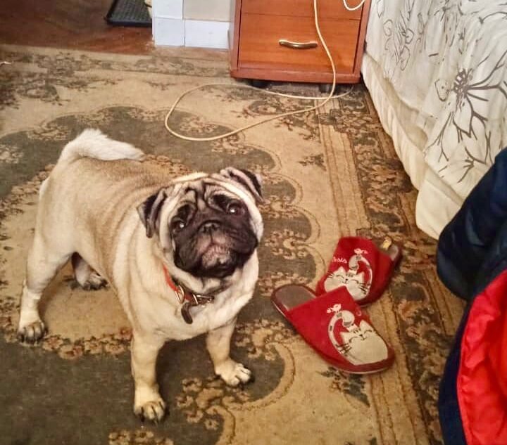 Тверские волонтеры сделали исключение для семьи из Луганска, чтобы помочь их домашнему питомцу Тверские волонтеры сделали исключение для семьи из Луганска, чтобы помочь их домашнему питомцу