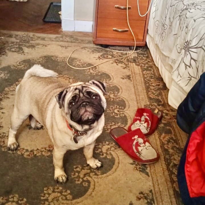 Тверские волонтеры сделали исключение для семьи из Луганска, чтобы помочь их домашнему питомцу