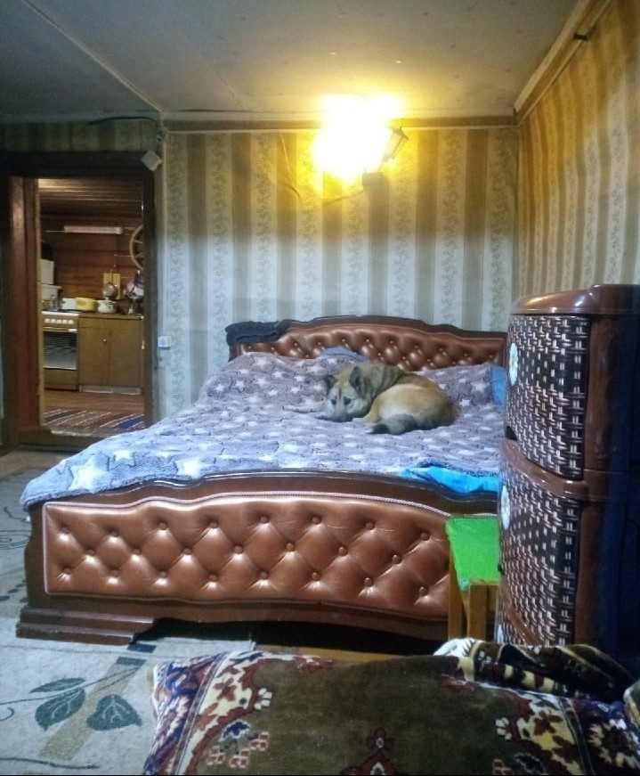 Собаке, выброшенной хозяином из машины в Тверской области, нашли дом