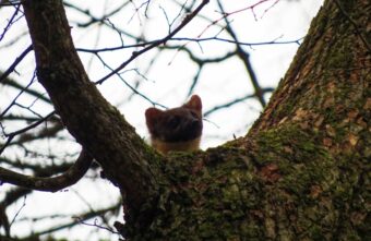 В старинном парке в Твери стая птиц ругалась на дикую куницу В старинном парке в Твери стая птиц ругалась на дикую куницу