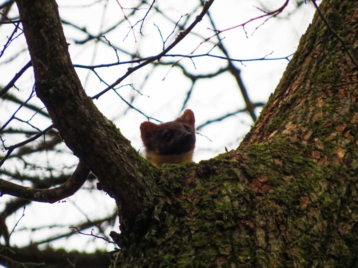 В старинном парке в Твери стая птиц ругалась на дикую куницу