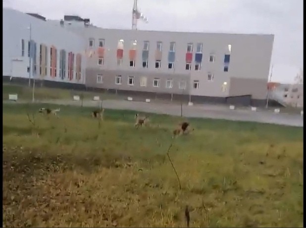 Возле школы в Твери стая собак набросилась на ребенка Возле школы в Твери стая собак набросилась на ребенка
