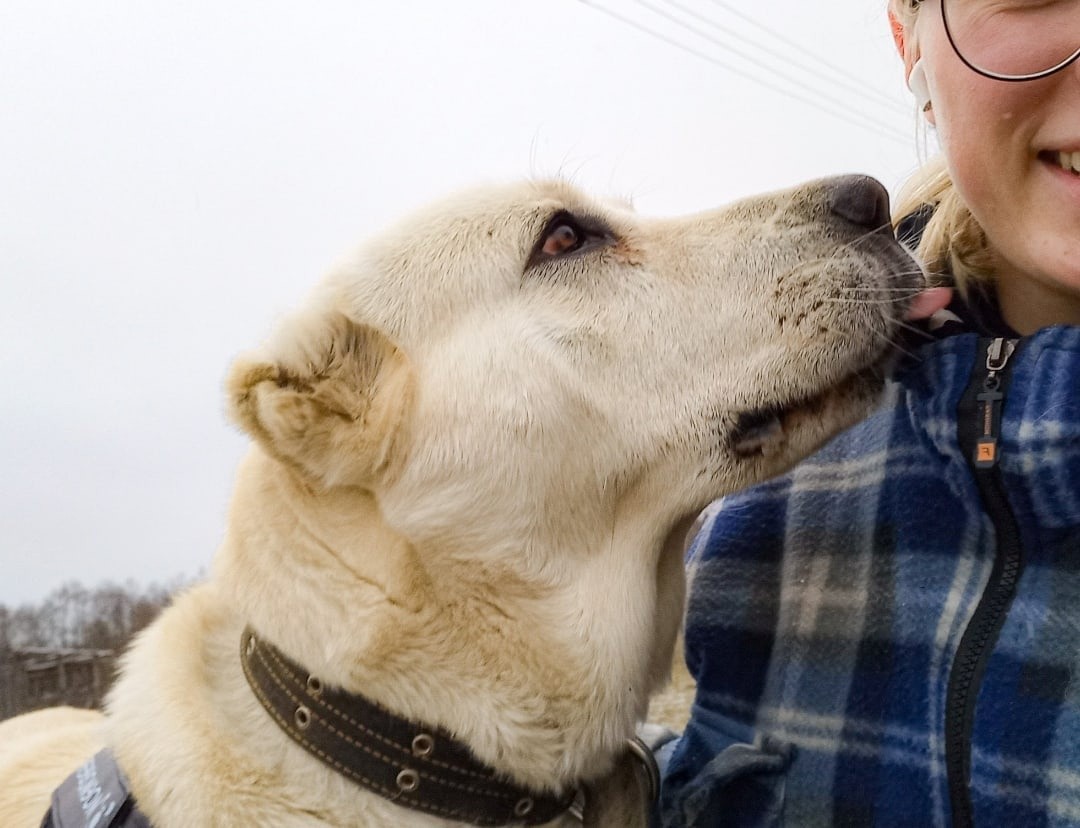 Брошенной на верную смерть собаке нашли отличный дом в Тверской области