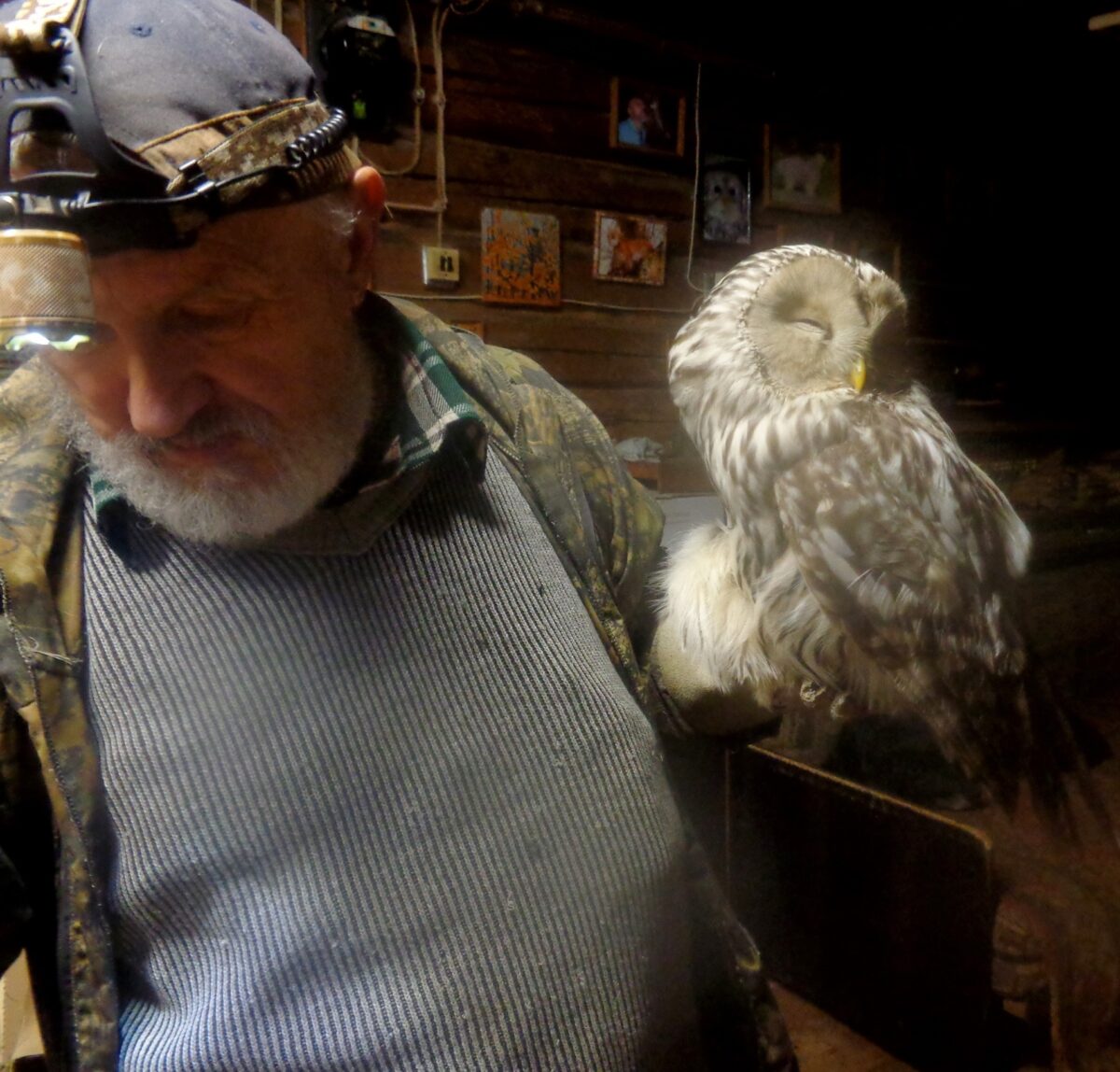 Жители Тверской области спасли умирающую на дороге сову