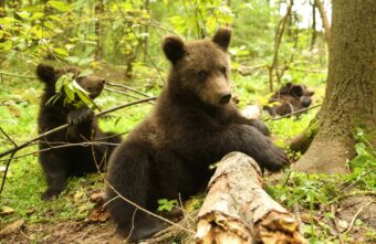 Медвежат-сирот из Тверской области выпустили на волю