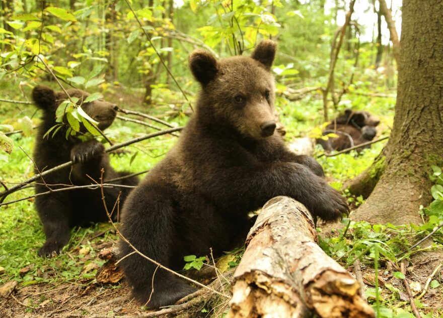 Медвежат-сирот из Тверской области выпустили на волю
