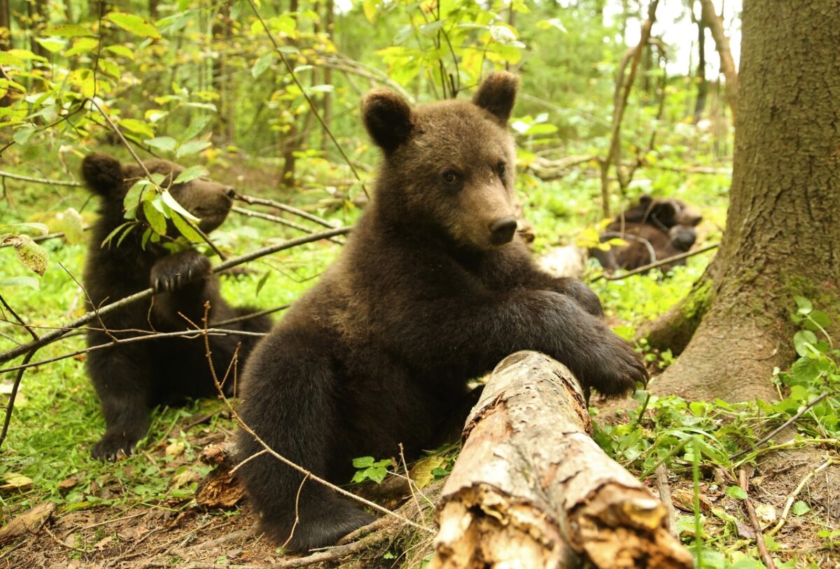Медвежат-сирот из Тверской области выпустили на волю